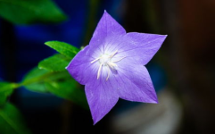 桔梗花,花语、药用价值与种植养护全解析
