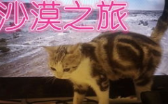 五只猫娱乐公司,打造多元化娱乐生态的领军者