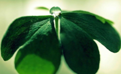 植物壁纸,打造家居春意盎然，尽享自然之美
