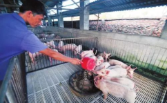 中国养猪业,中国养猪业的崛起与可持续发展之路