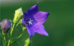 桔梗花,花语、药用价值与种植养护全解析