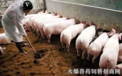 中国养猪业,中国养猪业的崛起与可持续发展之路