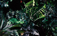 植物壁纸,打造家居春意盎然，尽享自然之美